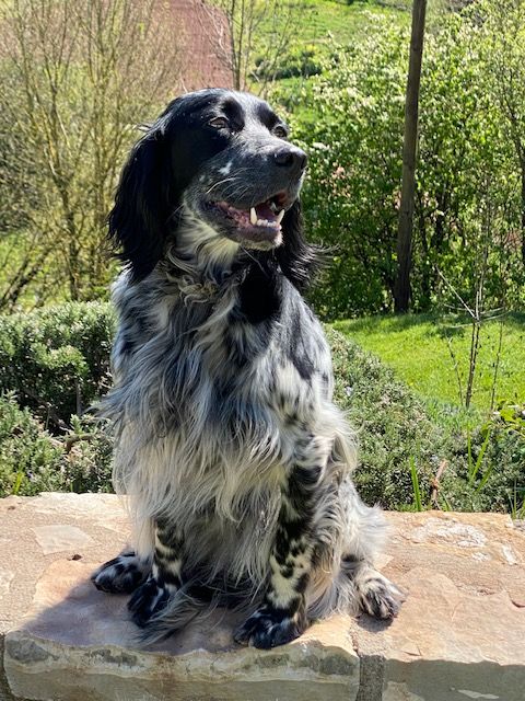 Nala Du Roc De La Capelle