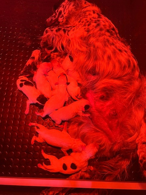 Naissance de la portée de Simba x Rosario