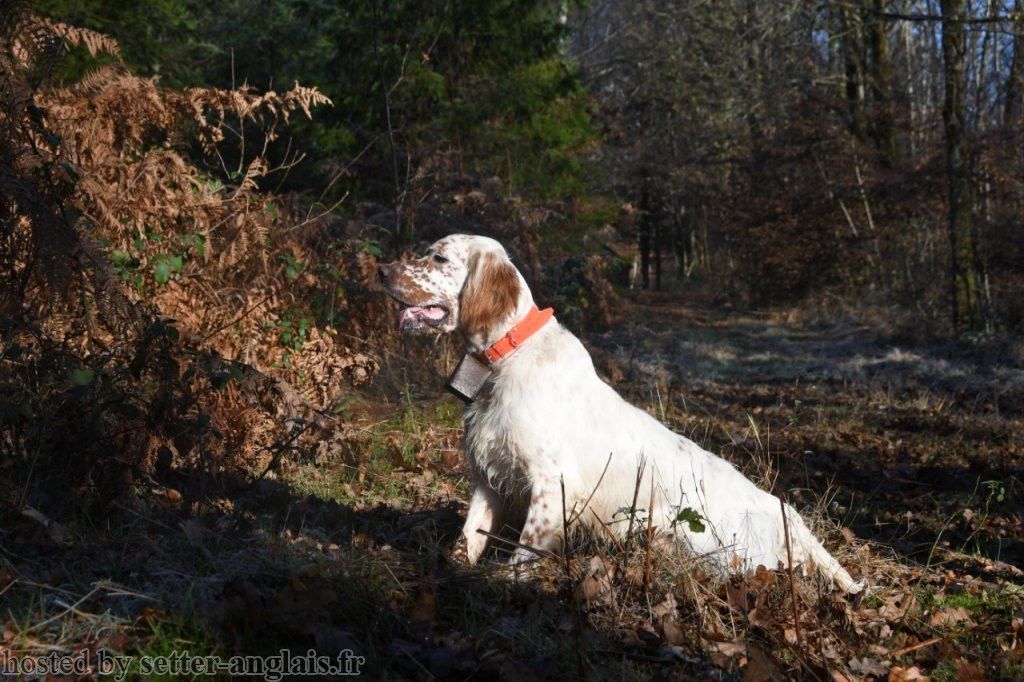 Bientôt Saillie de Nala x Milton de la Joux de la Bécasse