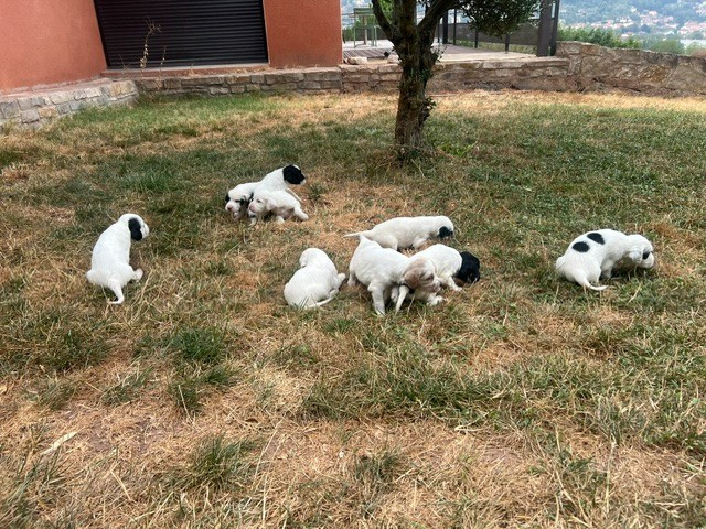 1er Sortie des chiots de Simba et Rosario