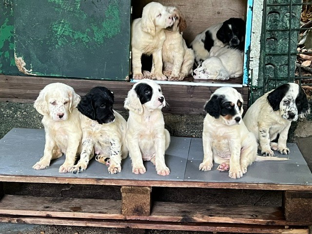 Simba x Rosario à 7 Semaines au Lac