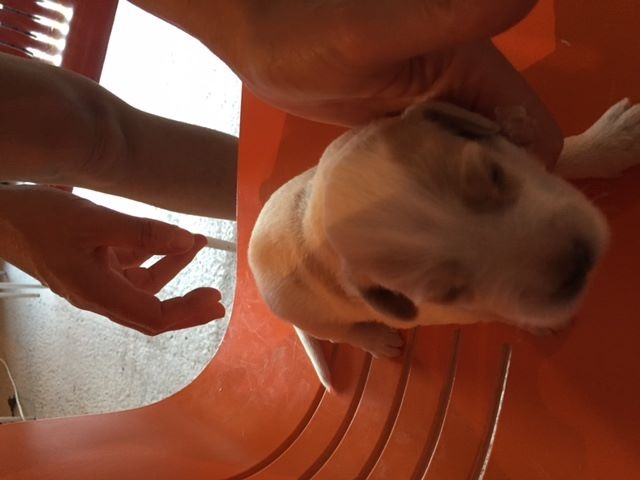 Les Chiots De Fidji x Idem à 15 jours