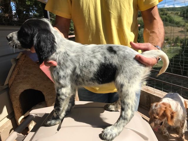 Du Roc De La Capelle - Chiots disponibles - Setter Anglais